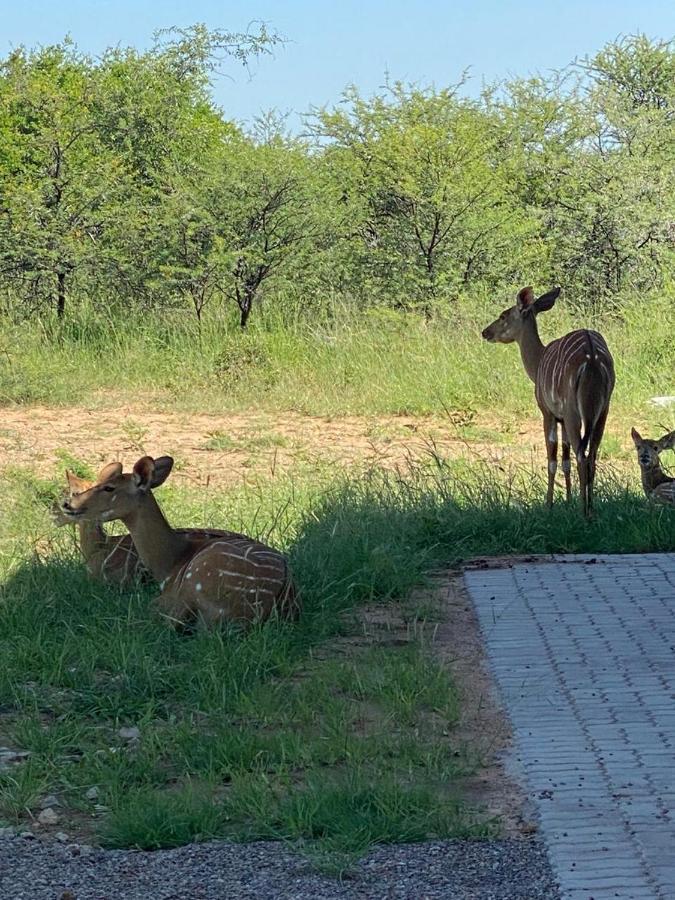 42@ Ditholo Game Lodge Thabazimbi Luaran gambar