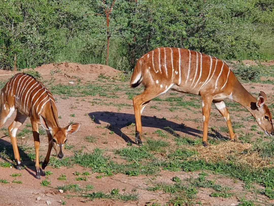 42@ Ditholo Game Lodge Thabazimbi Luaran gambar