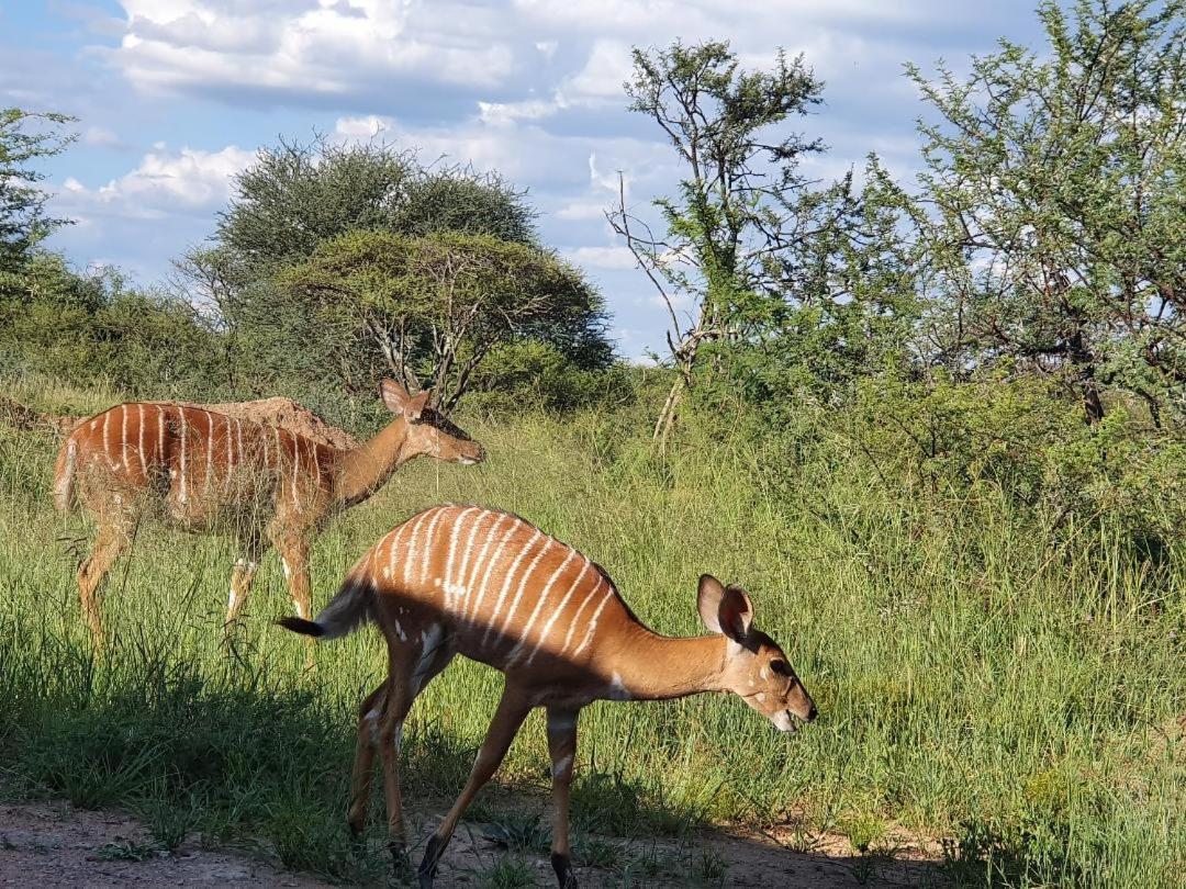 42@ Ditholo Game Lodge Thabazimbi Luaran gambar