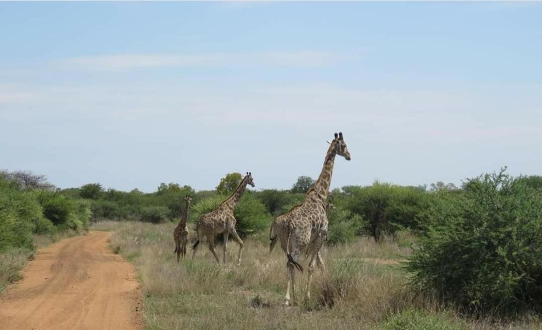 42@ Ditholo Game Lodge Thabazimbi Luaran gambar