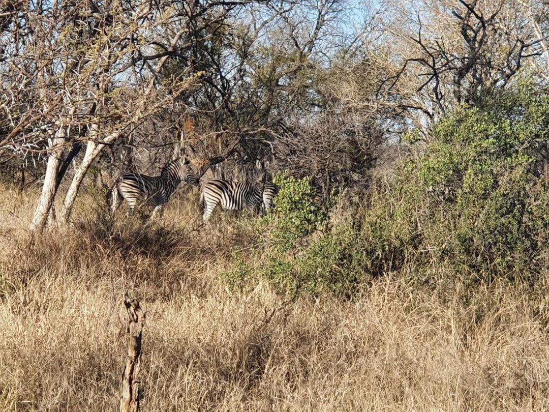 42@ Ditholo Game Lodge Thabazimbi Luaran gambar