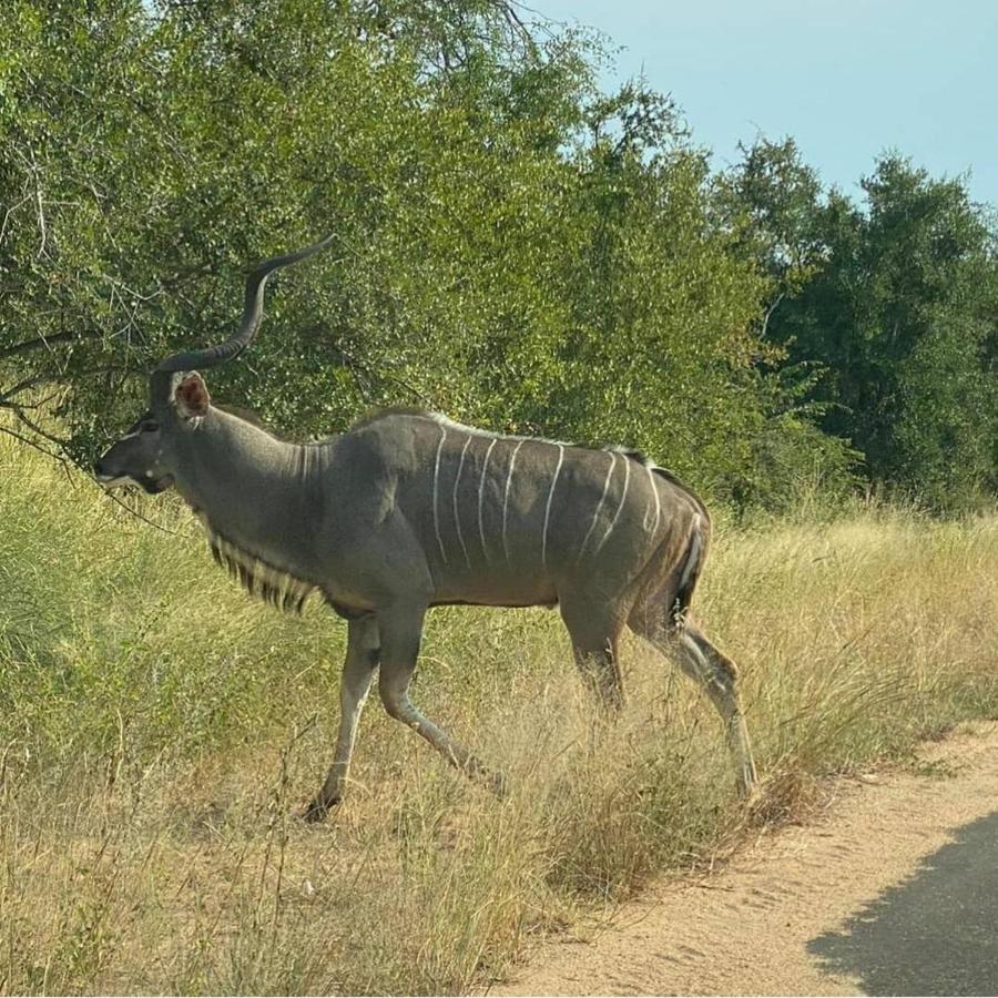 42@ Ditholo Game Lodge Thabazimbi Luaran gambar