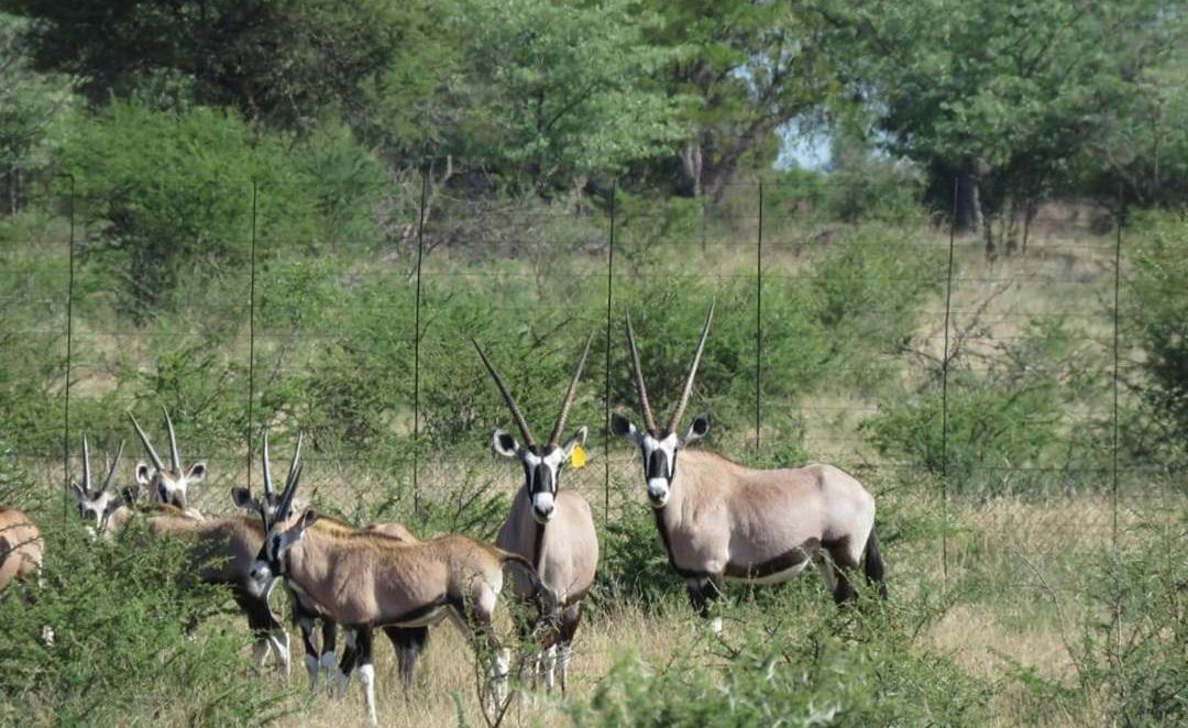 42@ Ditholo Game Lodge Thabazimbi Luaran gambar