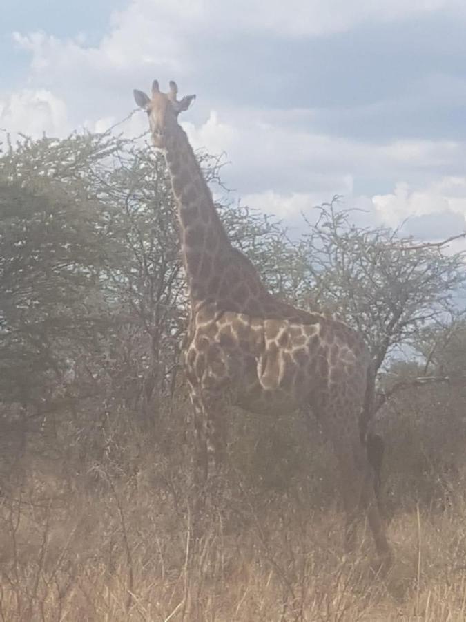 42@ Ditholo Game Lodge Thabazimbi Luaran gambar